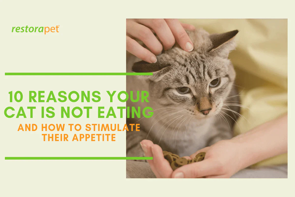 10 Reasons Your Cat Is Not Eating And How To Stimulate Their Appetite