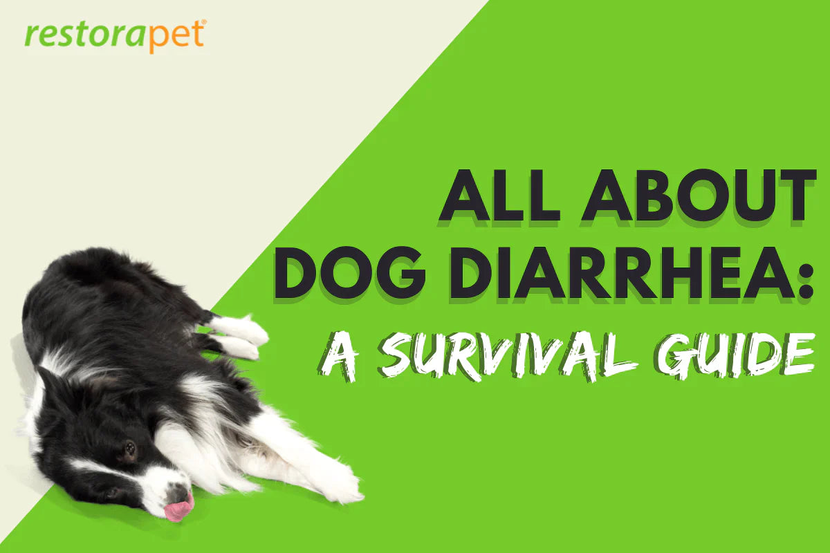 All About Dog Diarrhea: A Survival Guide