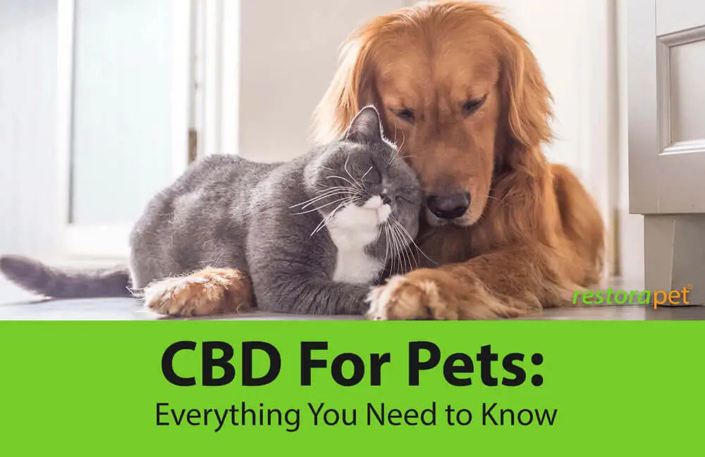 CBD For Pets: Everything You Need to Know