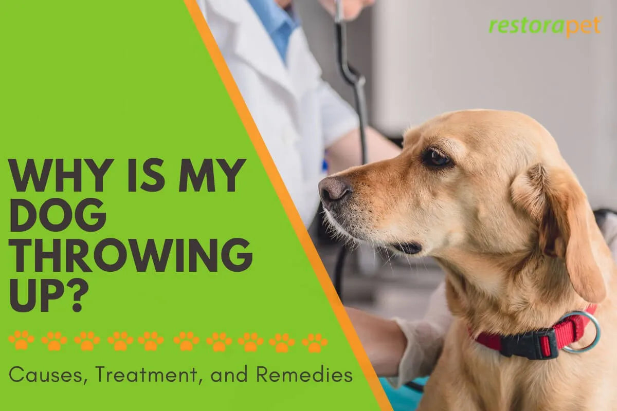 Why Is My Dog Throwing Up? Causes, Treatment, and Remedies