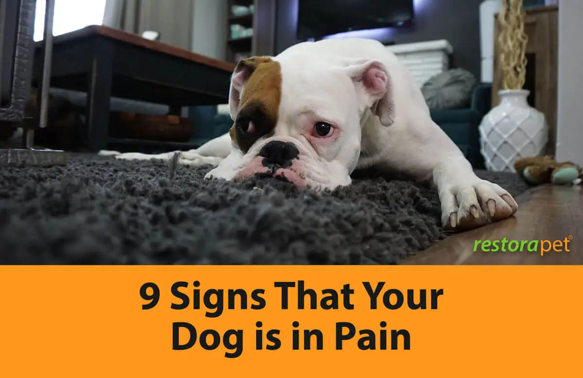 9 Signs That Your Dog is in Pain