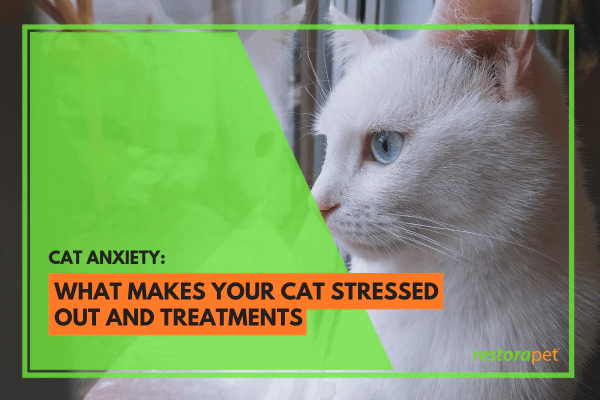 Cat Anxiety: What Makes Your Cat Stressed Out and Treatments