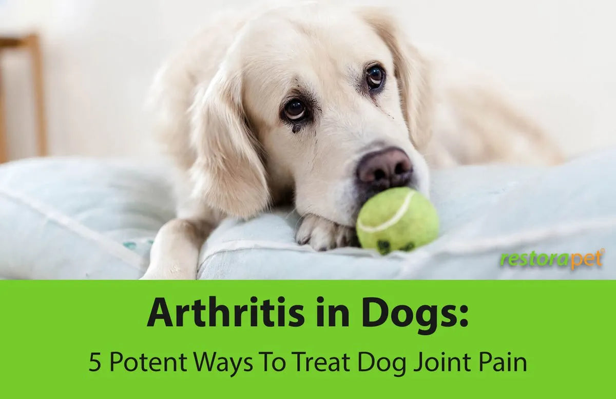 Arthritis in Dogs: 5 Potent Ways To Treat Dog Joint Pain