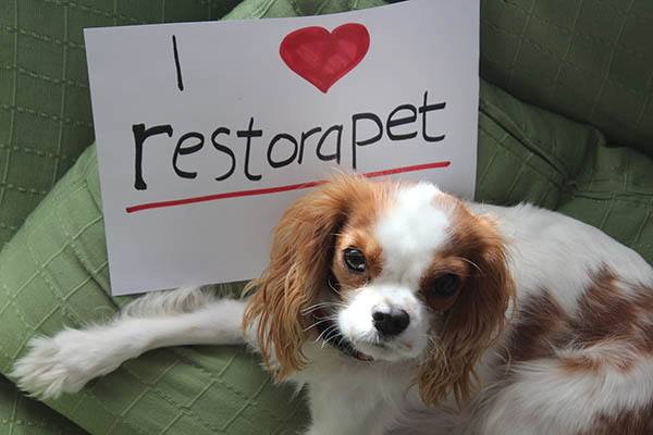 i love restorapet