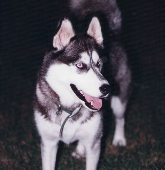 bandit