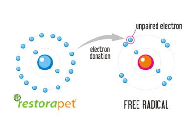 restorapet antioxidant
