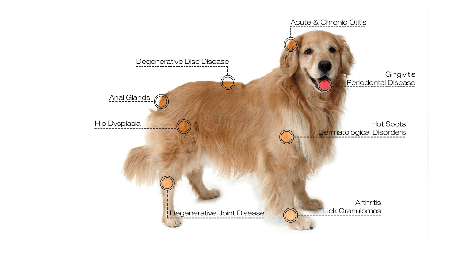 pet points