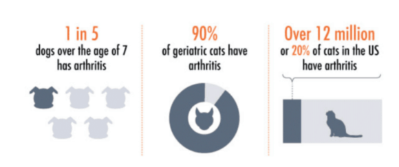 pet stats and facts