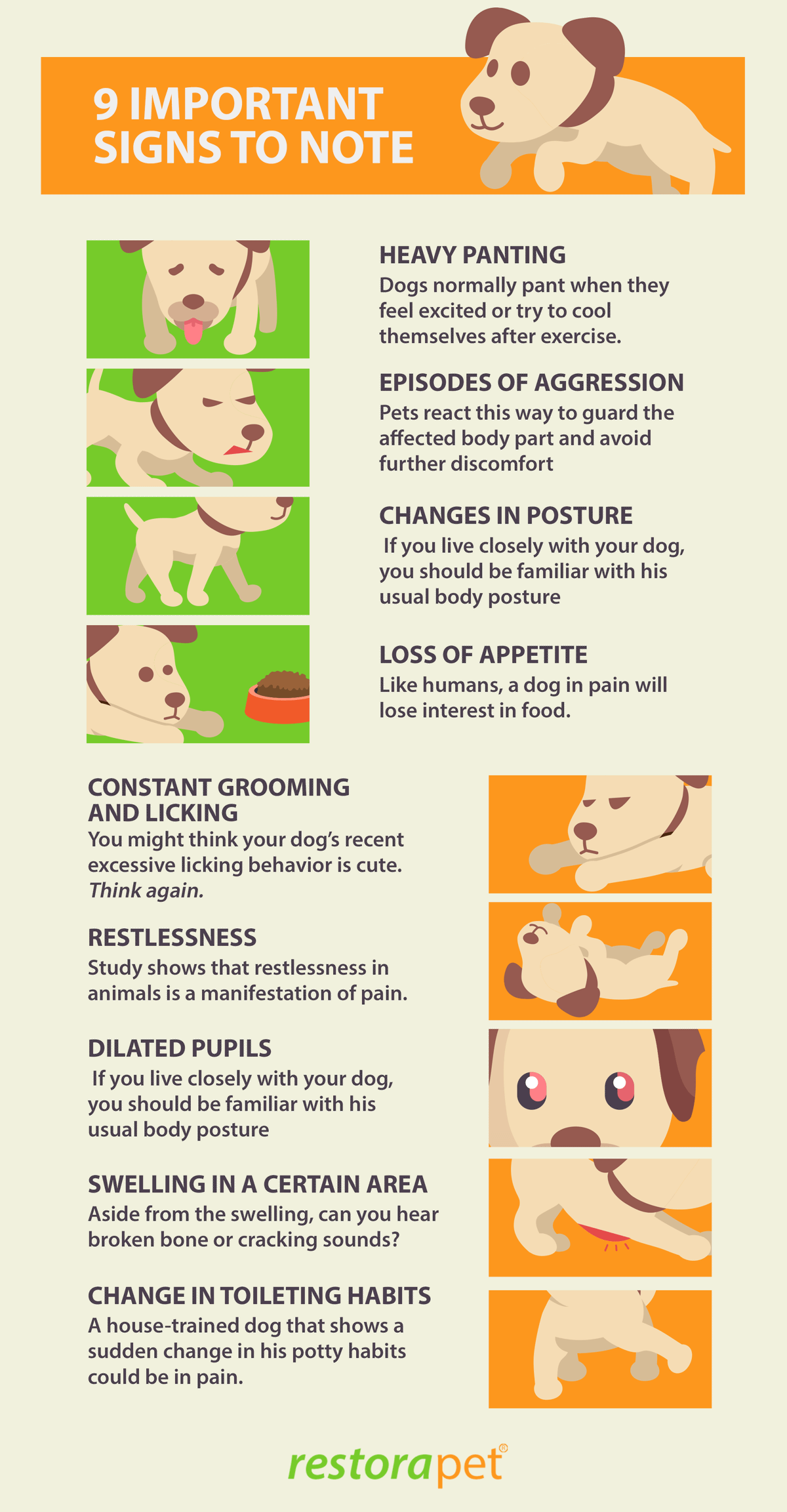 9 Important Signs That Your Dog Is In Pain