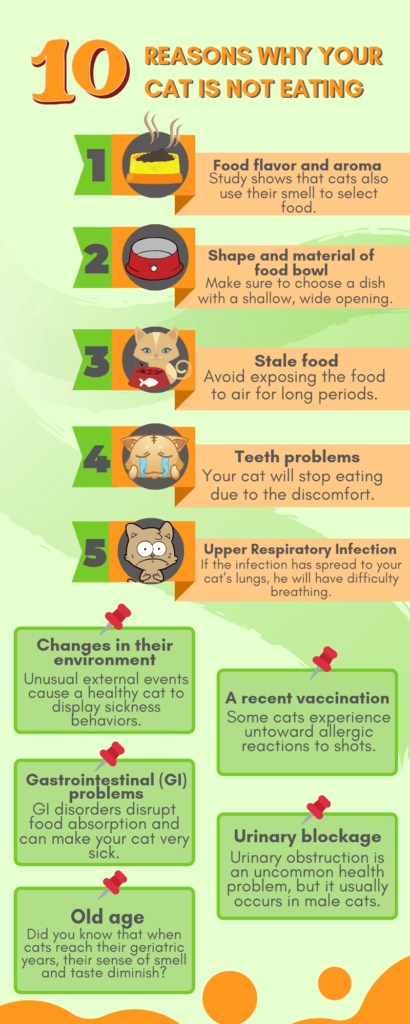 10 Reasons For Cat Not Eating