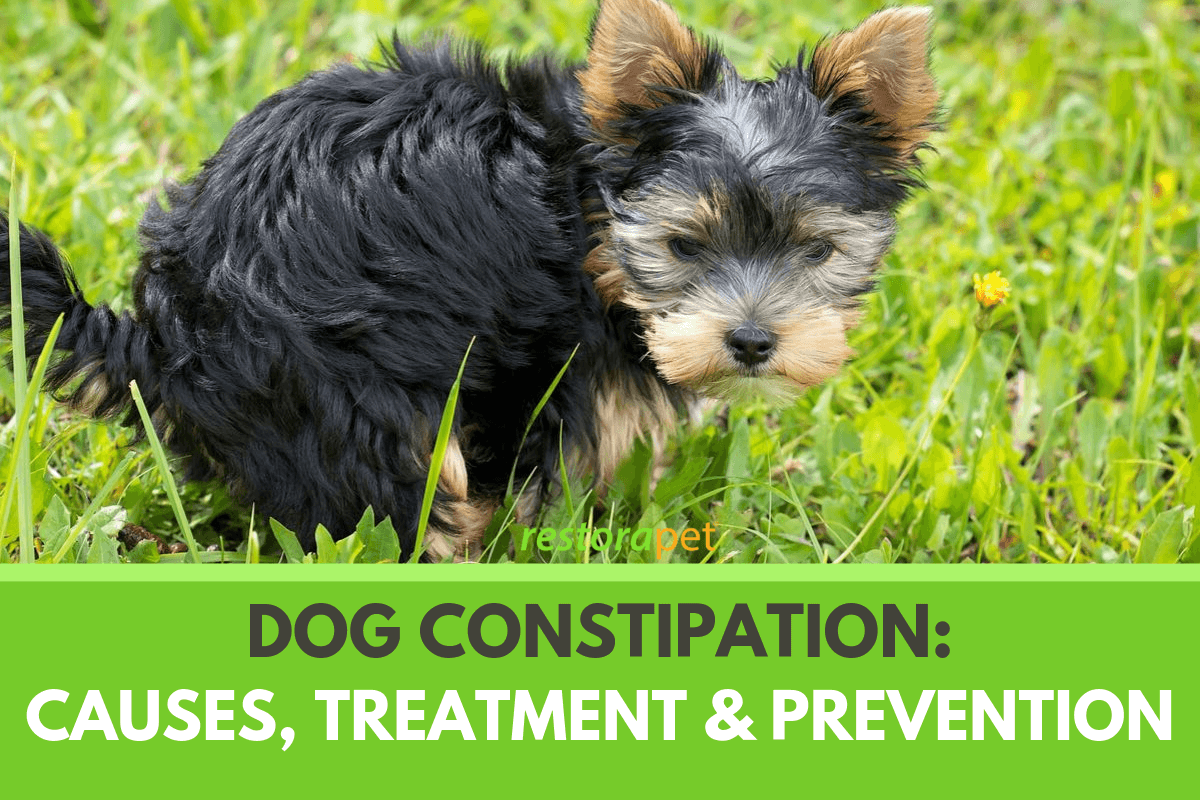 Dog Constipation. Causes, Treatment and Prevention