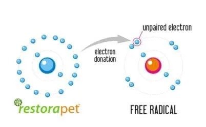 restorapet on antioxidants