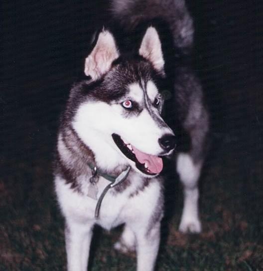 bandit