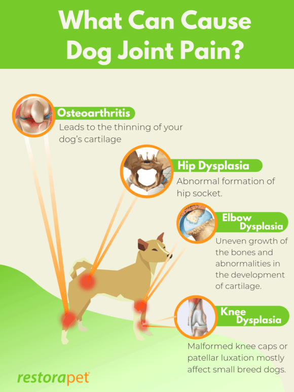 Arthritis In Dogs 5 Potent Ways To Treat Dog Joint Pain RestoraPet