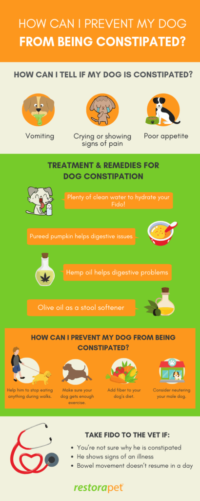 How To Prevent Dog Constipation