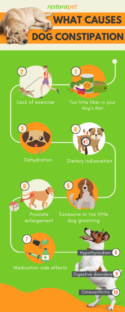 What Causes Dog Constipation